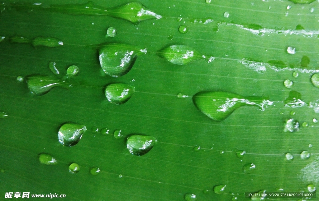 雨打芭蕉