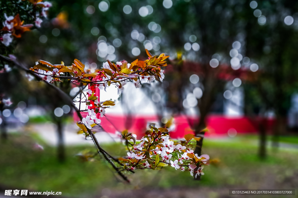桃花摄影
