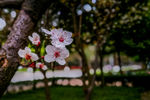 桃花摄影