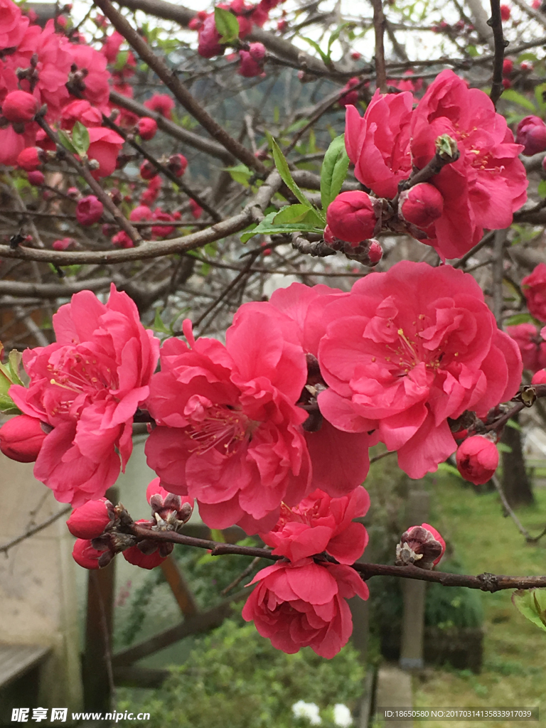 桃花