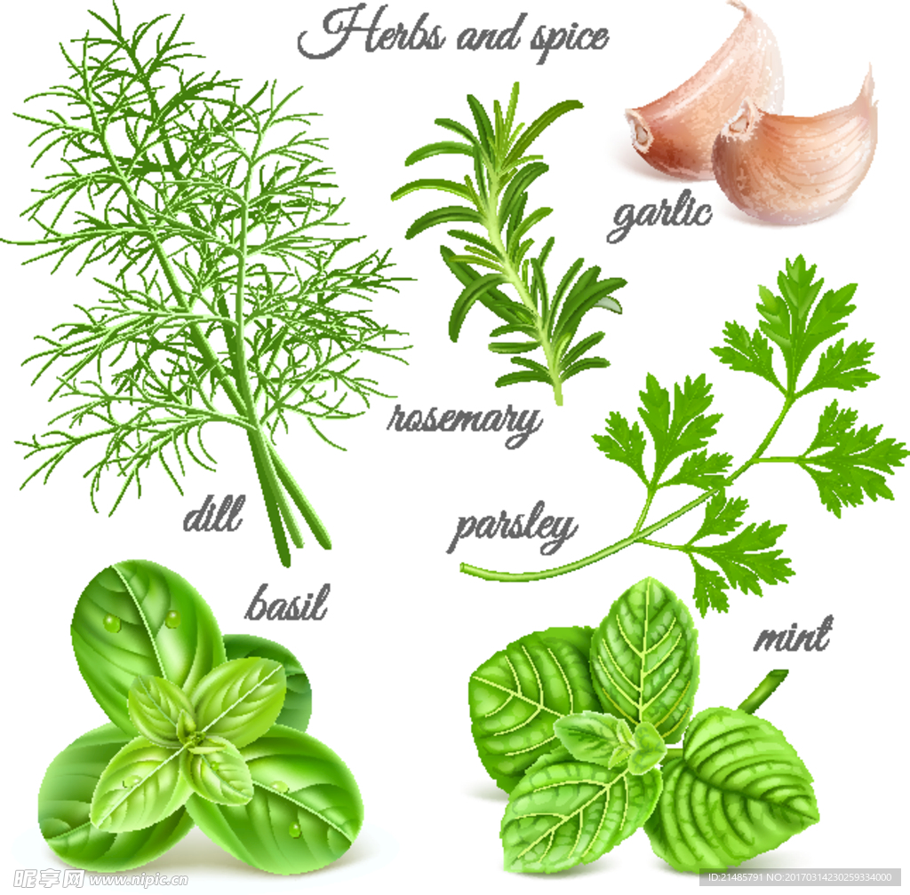 矢量瓜菜