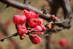 蜂与花