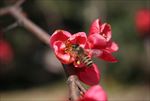 蜂与花