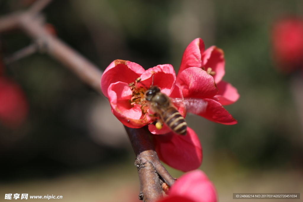 蜂与花