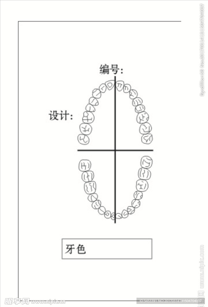 牙构造图