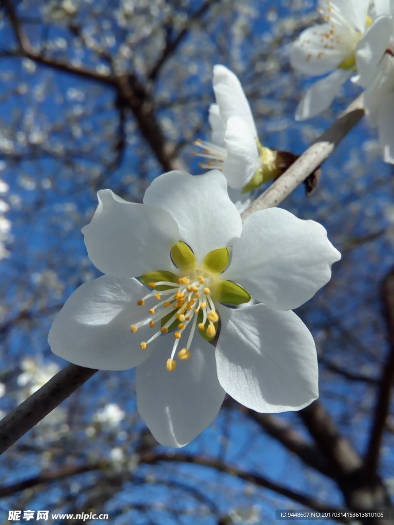 白色樱花