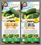 黄瓜