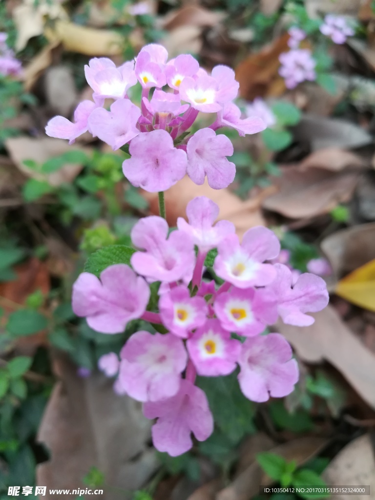 花