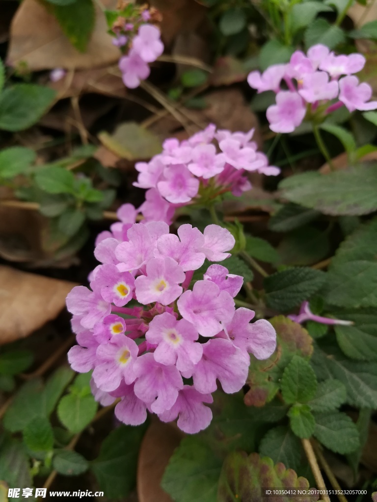 花