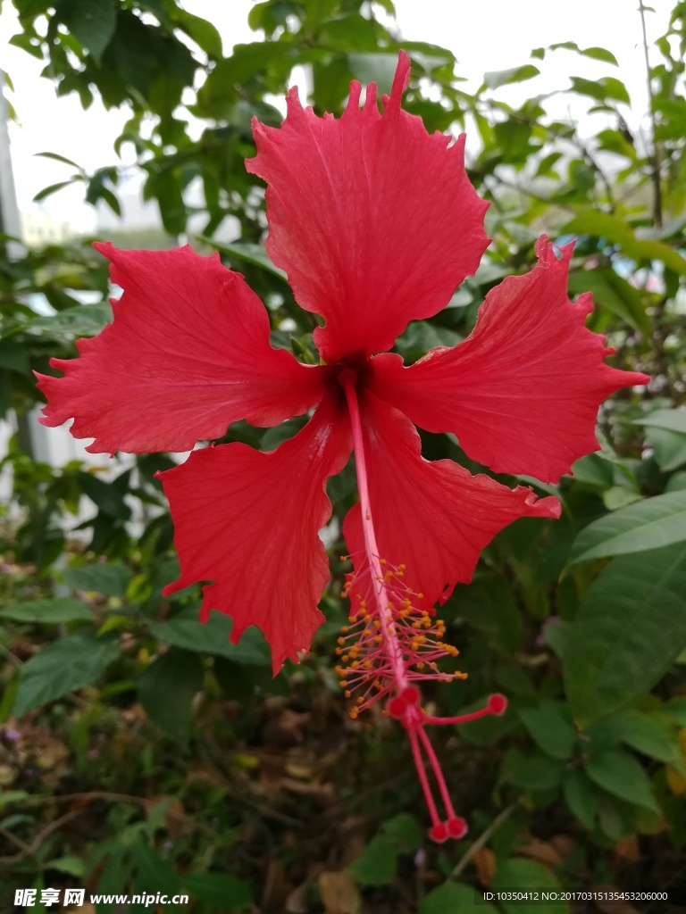 红色花