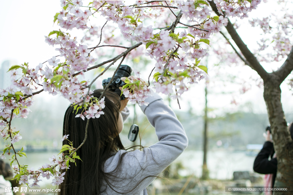 拍摄樱花的人