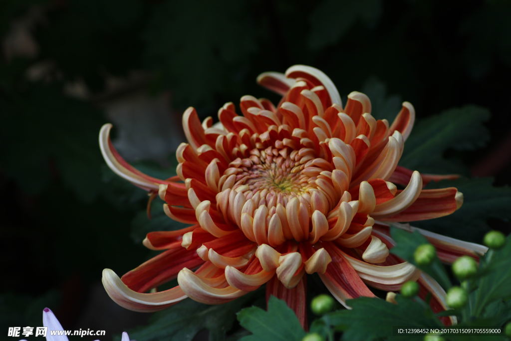 美丽的菊花