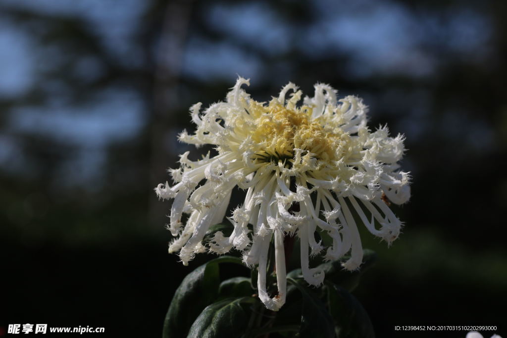 菊花