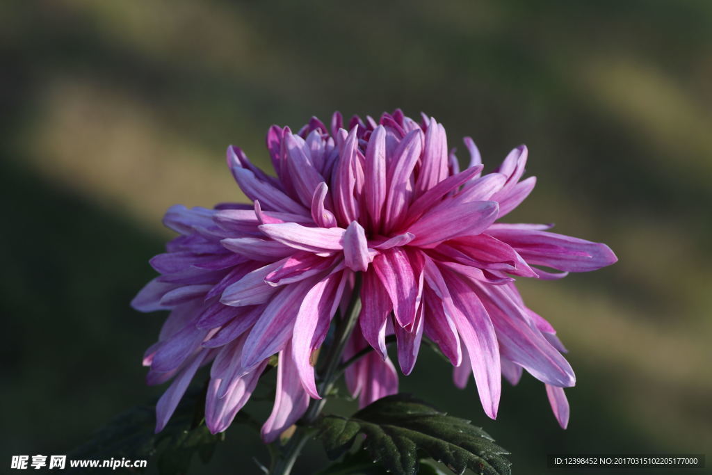 红色菊花