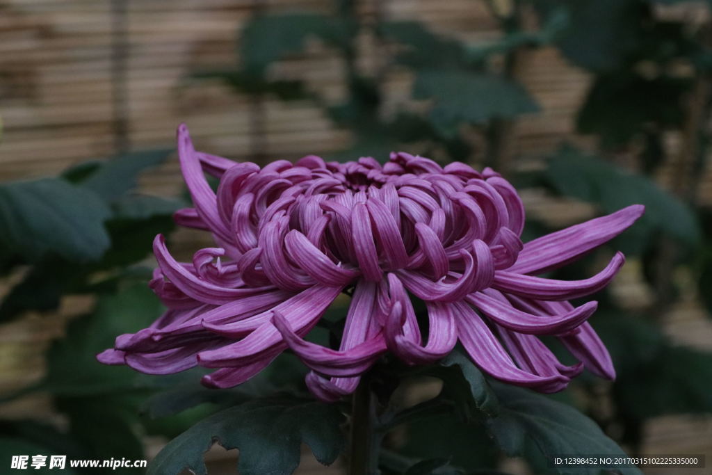 紫色菊花
