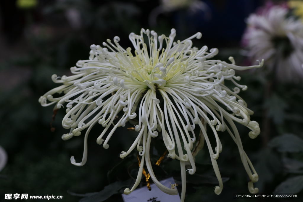 菊花