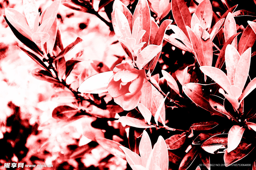 花
