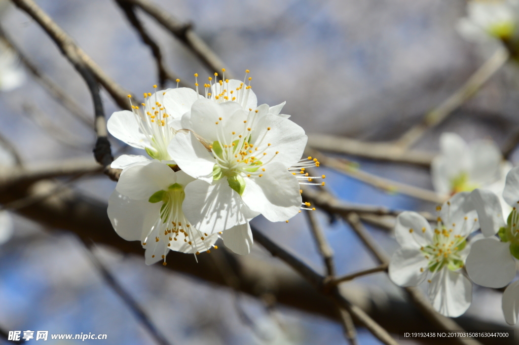 山桃花