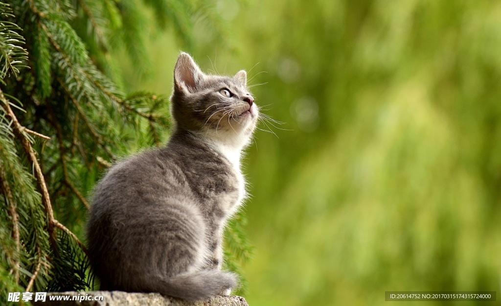 可爱的猫咪