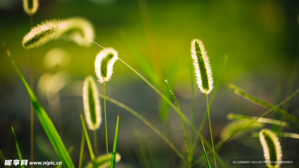 狗尾花