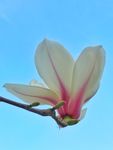 玉兰花