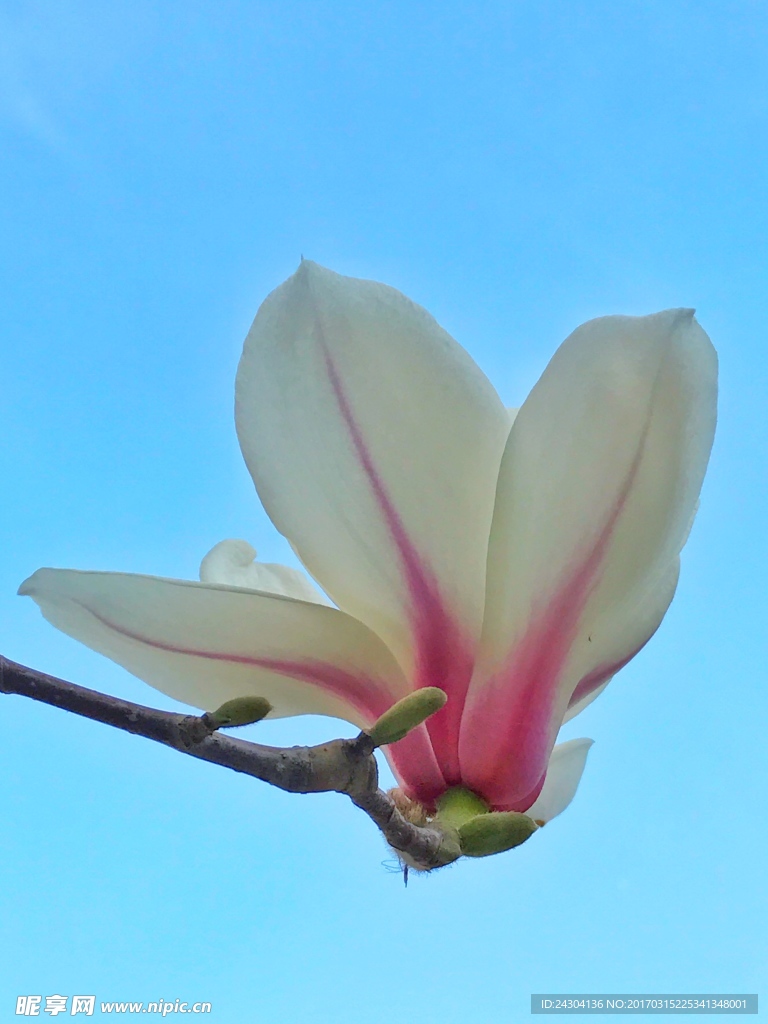 玉兰花