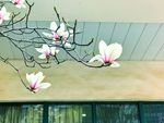 玉兰花开