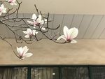 玉兰花开
