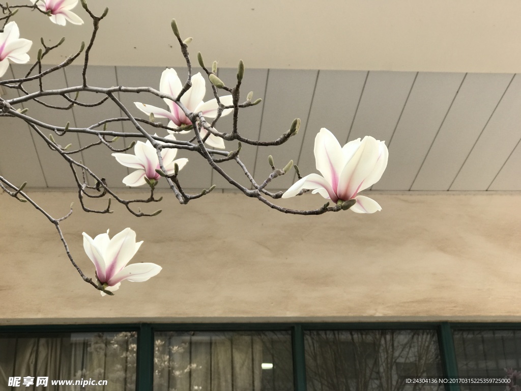 玉兰花开