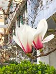 玉兰花