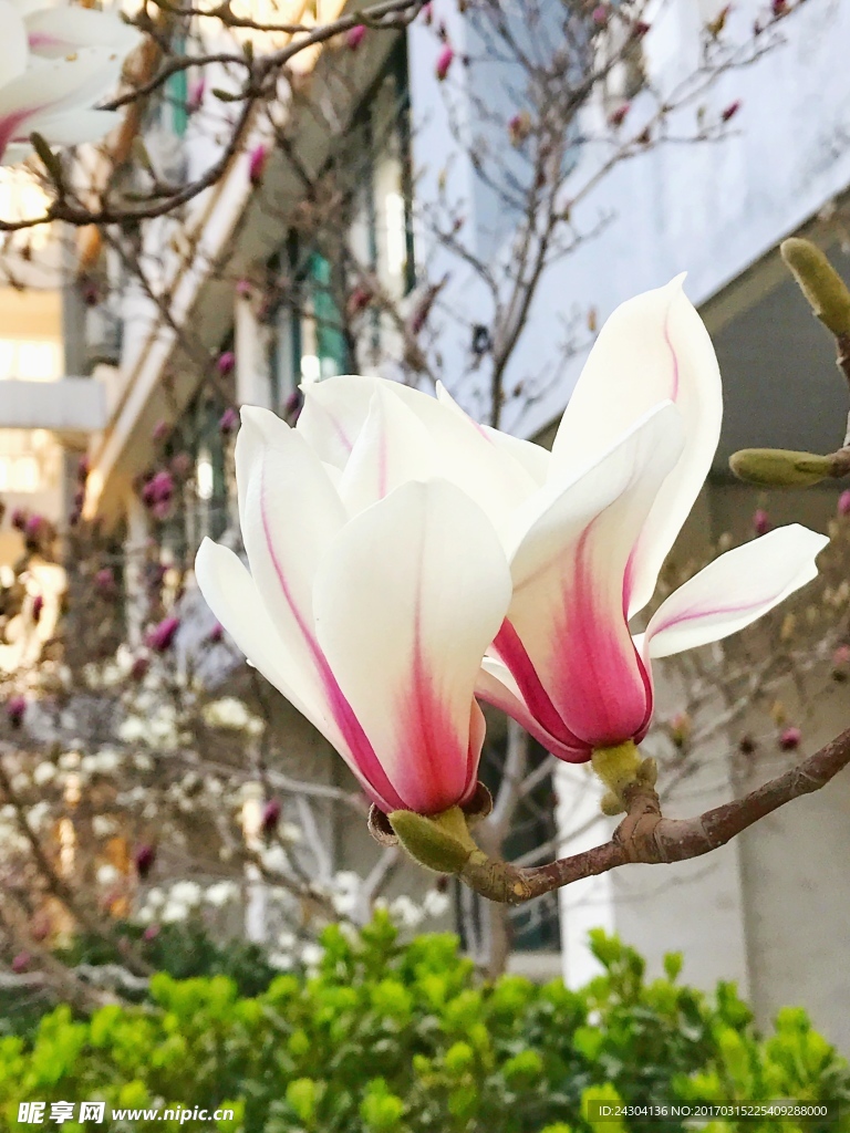 玉兰花