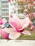 玉兰花