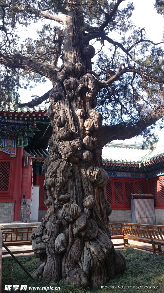 古树