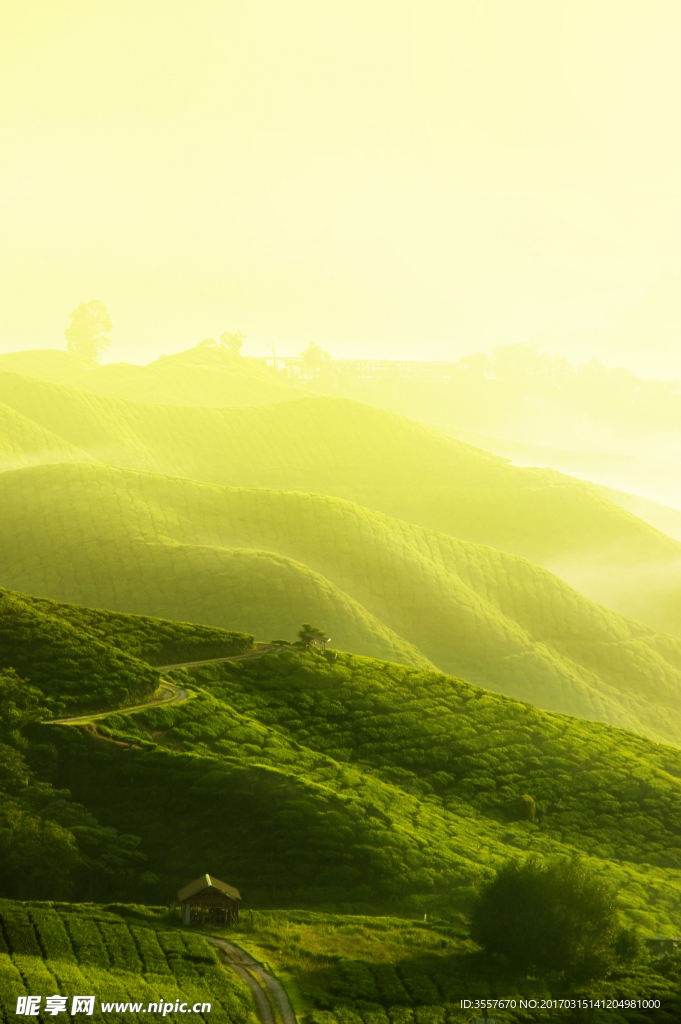 茶园 茶山