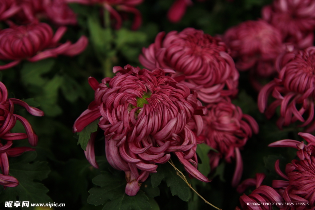 菊花