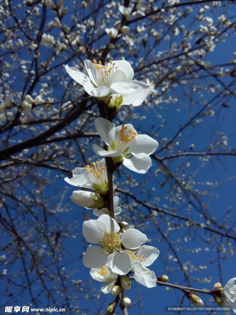 樱花