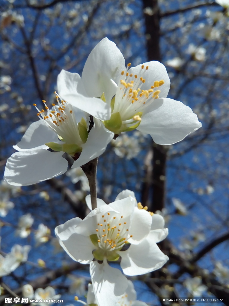 樱花