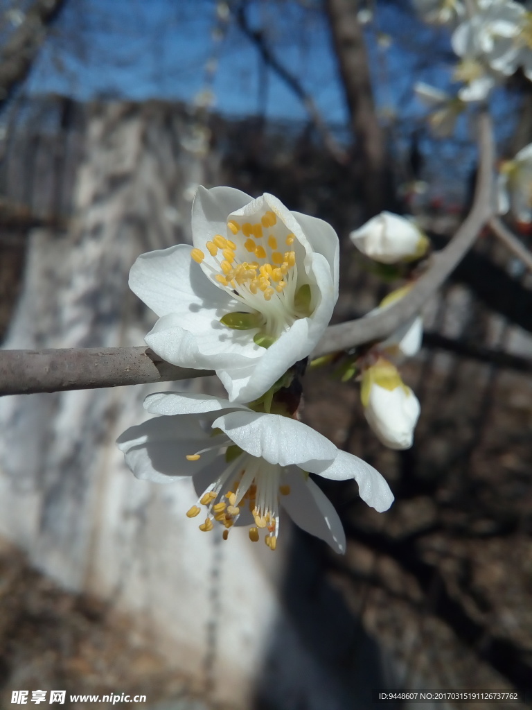 樱花