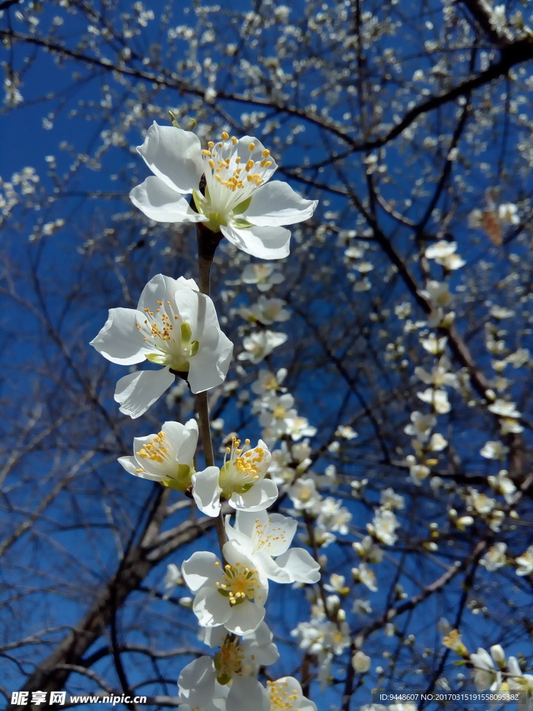 樱花