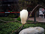 玉兰花