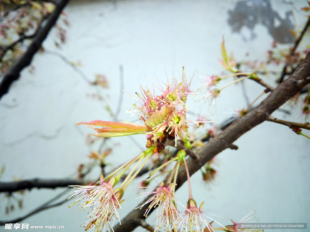 樱桃花