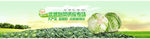 包菜专题 banner