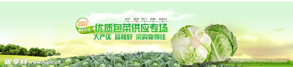 包菜专题 banner