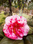 山茶花