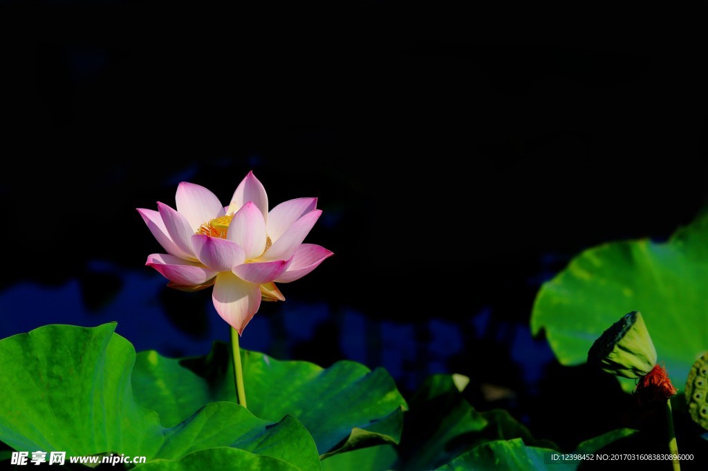 荷花