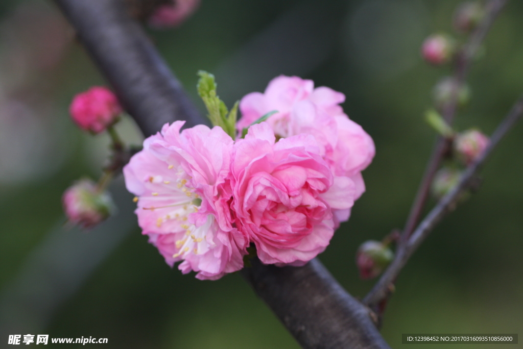 李花