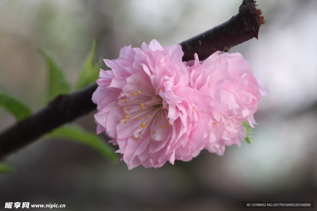 小花