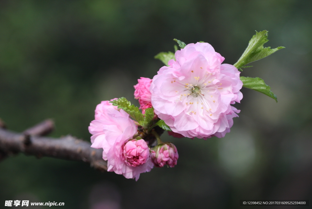 桃花
