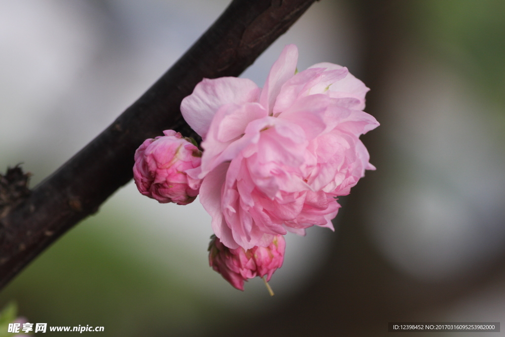 粉色小花