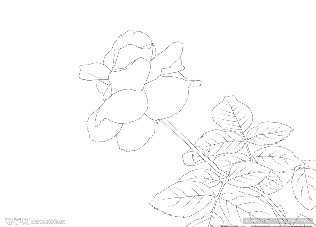 月季